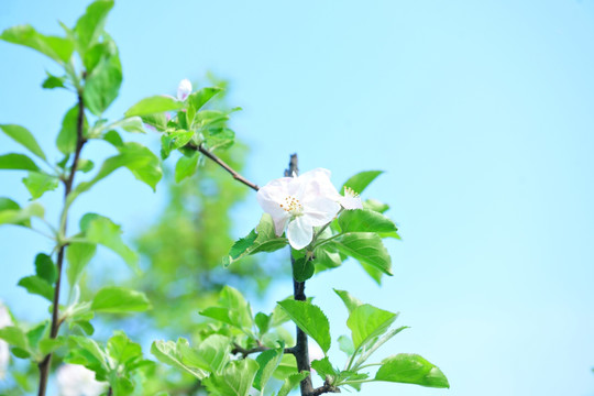 白色花 花背景