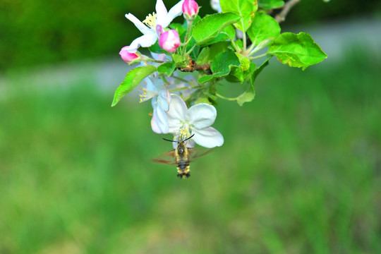 白色花 海棠树