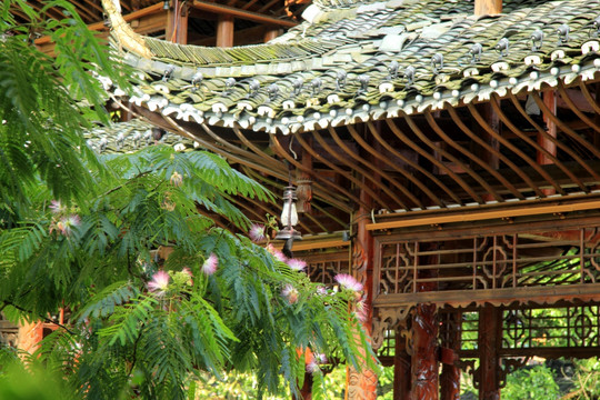 凤凰花与风雨桥