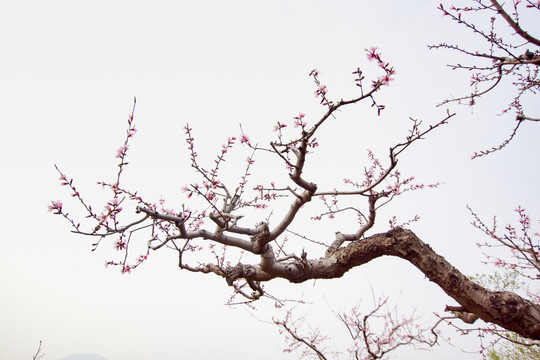 画意桃花 桃花枝