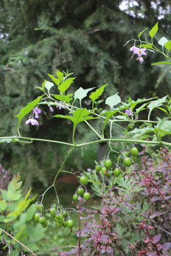 野花 野草