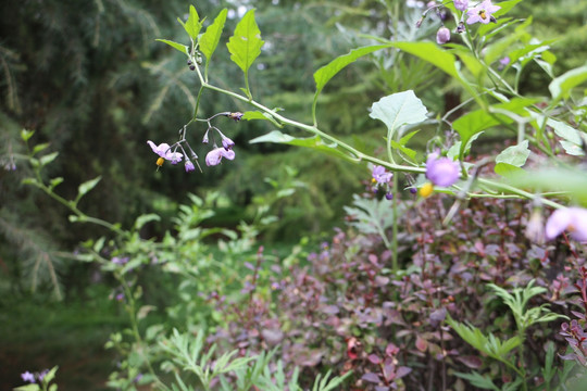 野花 野草