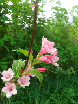 花卉植物