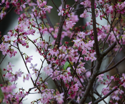 樱桃花