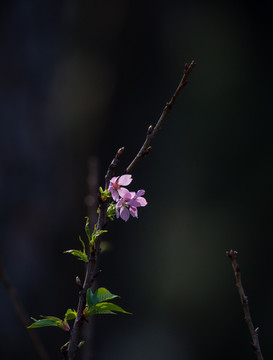 樱桃花