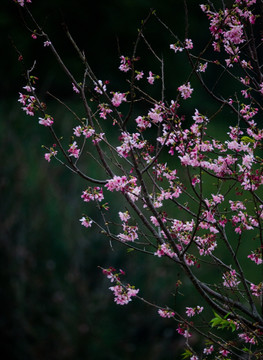 樱桃花