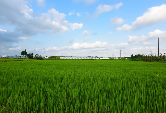 蓝天白云下的绿色田野