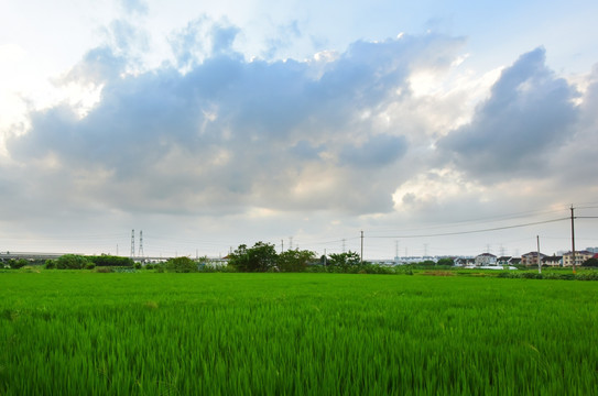 午后的田野