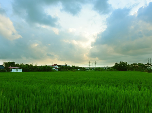 午后的田野