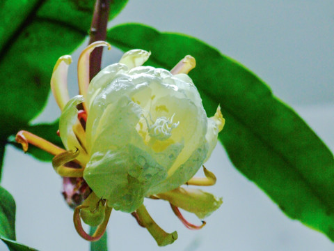 昙花 琼花 花卉