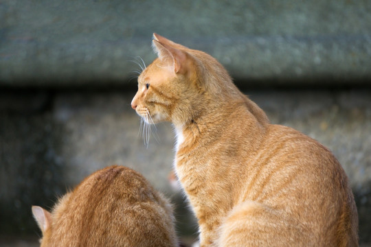 猫 城市中的猫