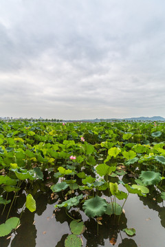 杭州西湖风光