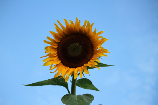 向日葵 葵花 向阳花