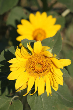 向日葵 葵花 向阳花