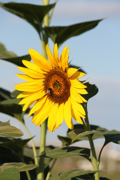 向日葵 葵花 向阳花