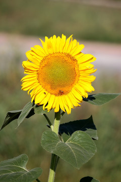 向日葵 葵花 向阳花