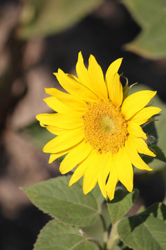 向日葵 葵花 向阳花