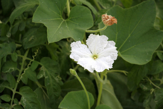 百花 白花 鲜花 丝瓜花 花卉