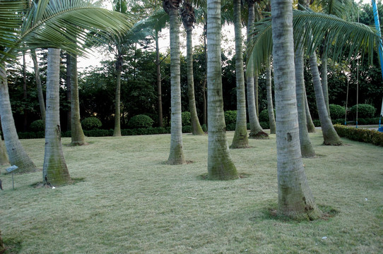 海南椰树林