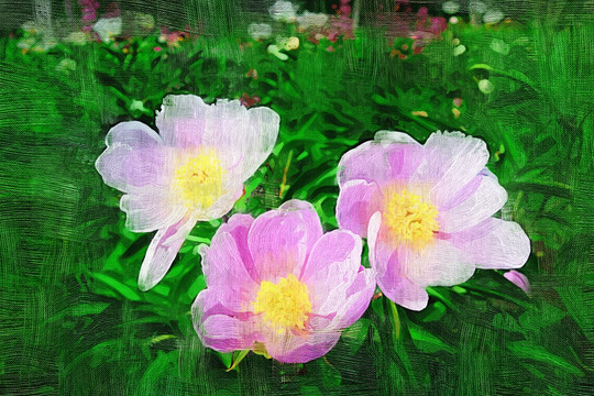 電腦畫 芍藥花