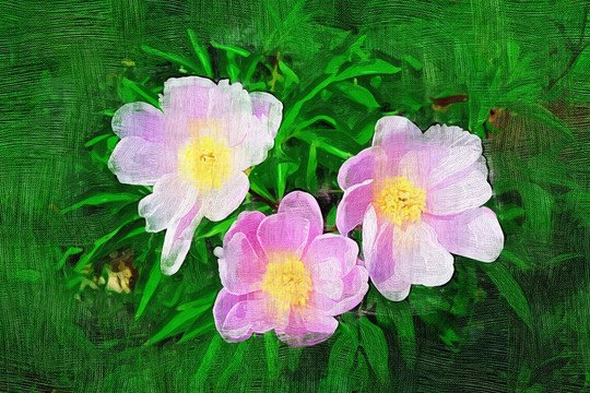 電腦油畫 芍藥花