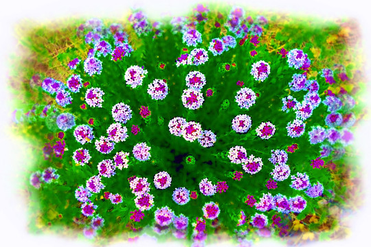 電腦畫 山花爛漫