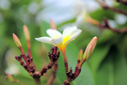 鸡蛋花