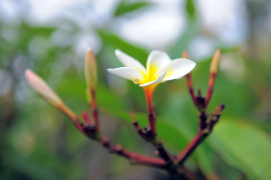 鸡蛋花