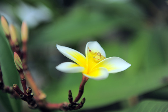 鸡蛋花