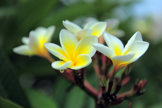 鸡蛋花