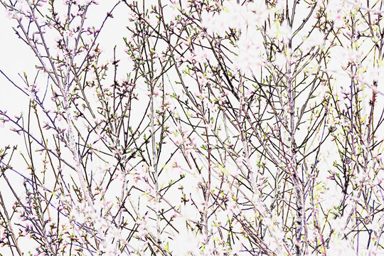 抽象樹枝花枝 無分層