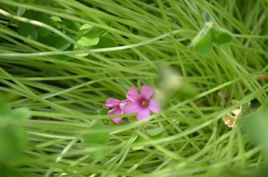 小红花