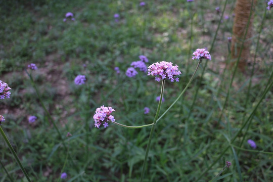 紫花盛开