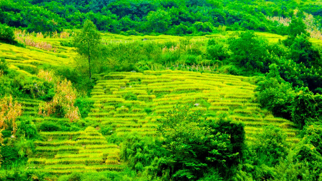 山顶 梯田