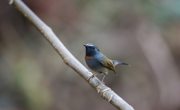 橙胸姬鹟 小鸟