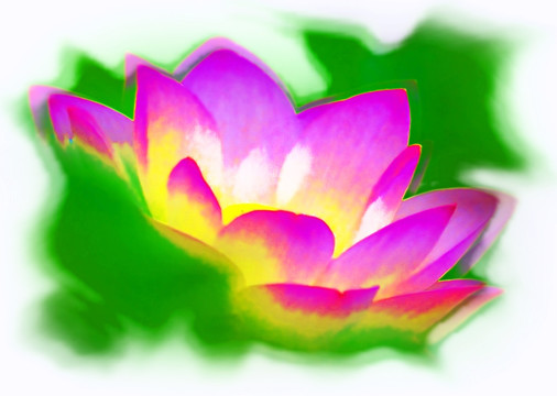 荷花油畫