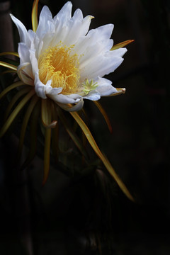 火龙果 花朵