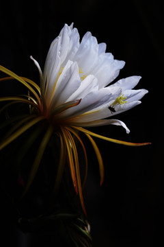 火龙果 花朵