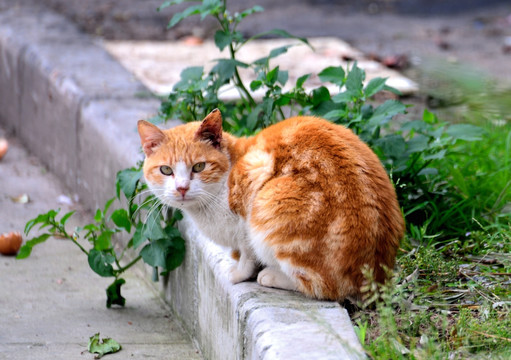 一只野猫