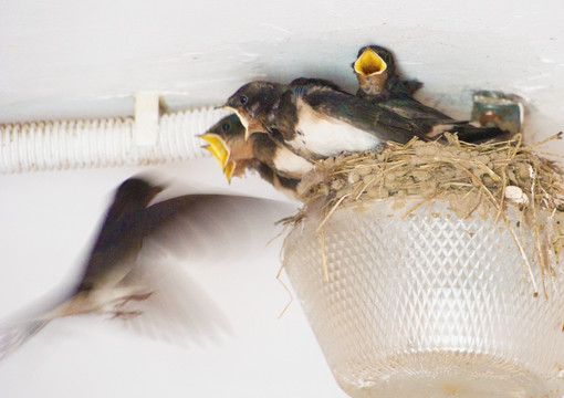 燕子喂食