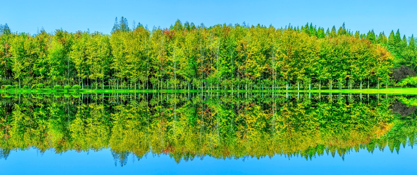 绿树林高清 全景大画幅