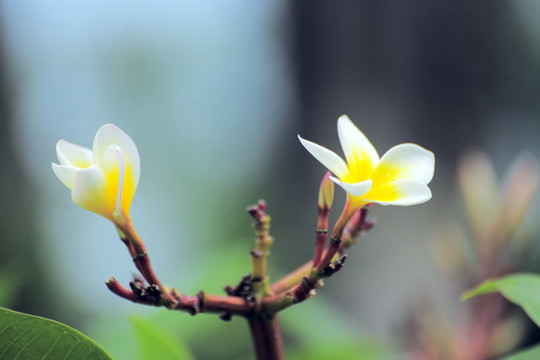 鸡蛋花