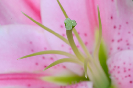 粉色百合花花蕊特写