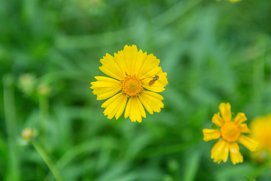 野菊花