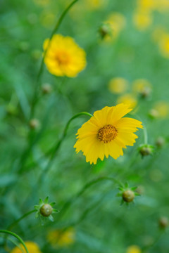 野菊花