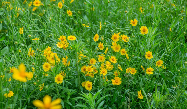 野菊花