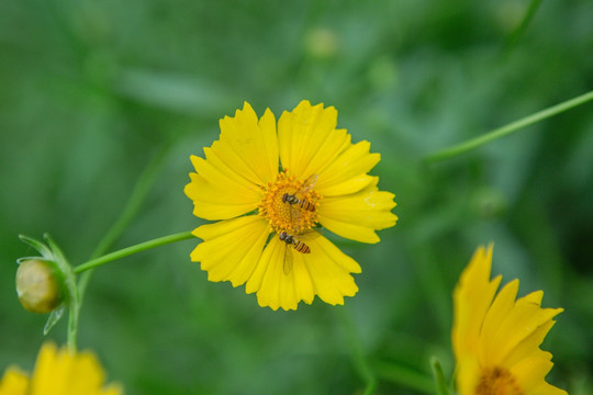 野菊花