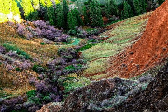 春季天山山脉牧场