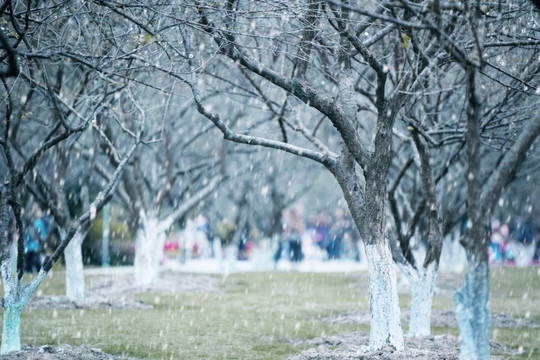 香雪公园