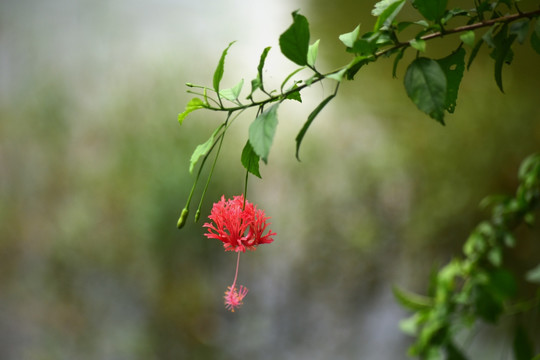 灯笼花